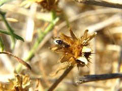 Geocoris megacephalus
