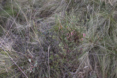 Styphelia triflora