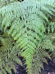 Calochlaena