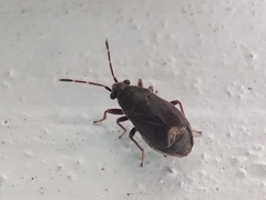 Stygnocoris rusticus