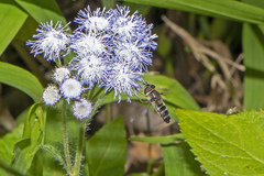 Betasyrphus serarius