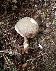 Xerocomellus intermedius