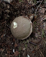 Xerocomellus intermedius