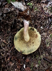 Xerocomellus intermedius