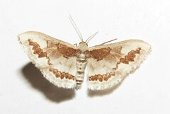 Dithalama cosmospila