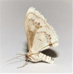 Dithalama cosmospila