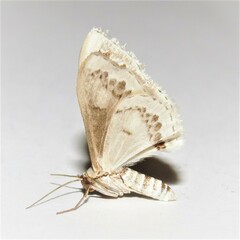 Dithalama cosmospila