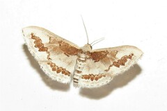 Dithalama cosmospila