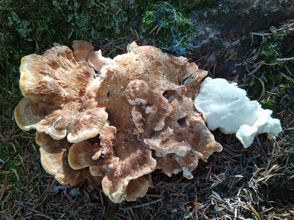 mountain polypore