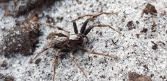 Thanatus sabulosus