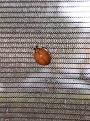 Harmonia axyridis