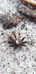 Thanatus sabulosus