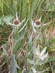 Centaurea uniflora