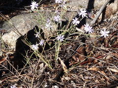 Olearia ramosissima