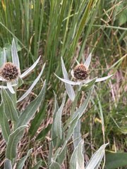 Centaurea uniflora