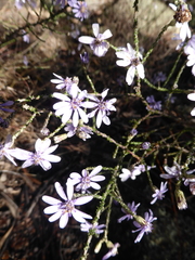 Olearia ramosissima
