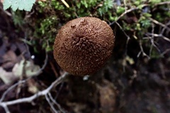 Inosperma mutatum