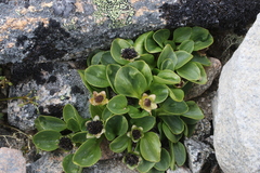 Oxygraphis glacialis