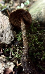 Inosperma mutatum