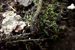Inosperma mutatum