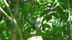 Ficedula hypoleuca