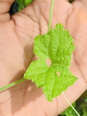 Cucumis maderaspatanus