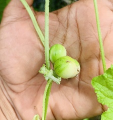 Cucumis maderaspatanus
