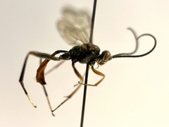 Polytribax perspicillator