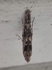 Batrachedra praeangusta