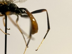 Polytribax perspicillator
