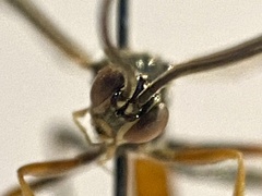 Polytribax perspicillator