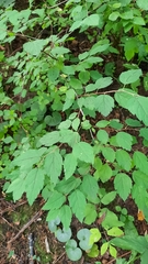 Spiraea chamaedryfolia