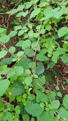 Spiraea chamaedryfolia