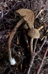 Inosperma mutatum