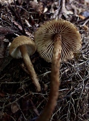 Inosperma mutatum