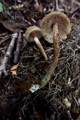 Inosperma mutatum