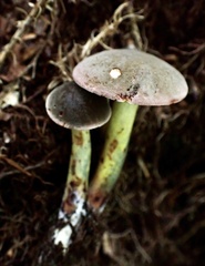 Xerocomellus intermedius