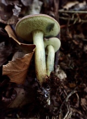 Xerocomellus intermedius