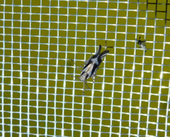 Delphax crassicornis