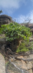 Tylecodon paniculatus