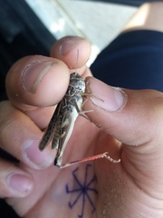 Arcyptera microptera