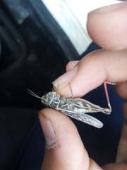 Arcyptera microptera