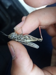 Arcyptera microptera