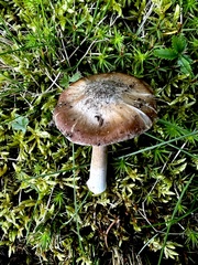 Inocybe acriolens