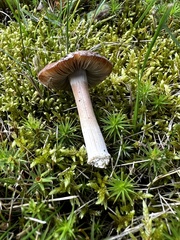 Inocybe acriolens