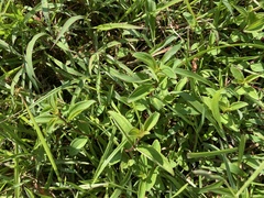 Melastoma × intermedium