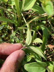 Melastoma × intermedium