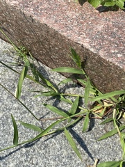 Digitaria ischaemum
