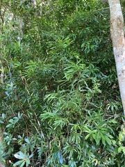 Podocarpus nakaii