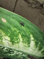 Lepidoptera